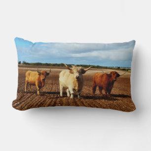 Drie stoute Hooglanders, Kussen