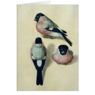 Drie studies van een vinnige