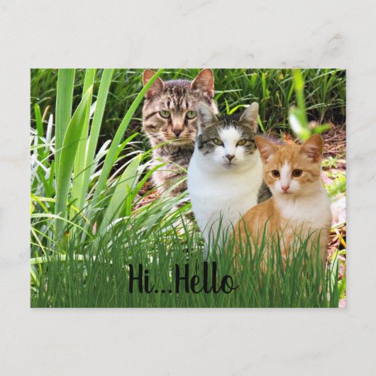 Drie Tabby Cats in Garden "Hi Hallo" Briefkaart (Voorkant)