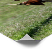 Drie Texas Longhorns Poster (Hoek)