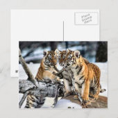 Drie tijger kubussen in sneeuwkunst briefkaart (Voorkant / Achterkant)
