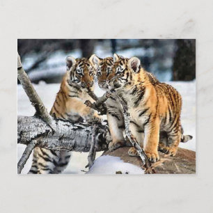 Drie tijger kubussen in sneeuwkunst briefkaart