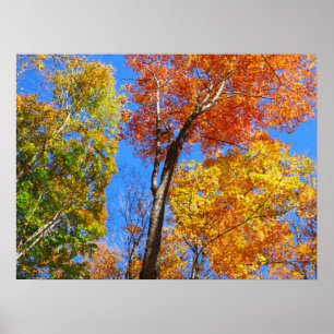 Drie tinten kleurrijke herfst esdoornbomen poster