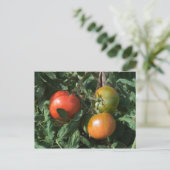 Drie tomaten briefkaart (Staand voorkant)