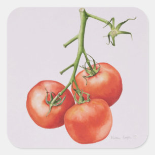 Drie tomaten op de wijnstok 1997 vierkante sticker