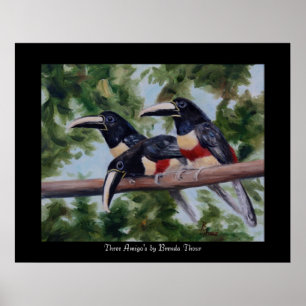 Drie Toucan-Posters afdrukken van Amigo Poster