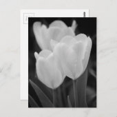 Drie Tulpen Briefkaart (Voorkant / Achterkant)