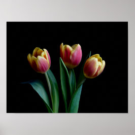 Drie Tulpen Poster