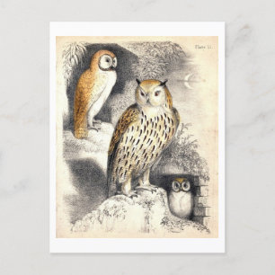 Drie uilen nacht illustratie briefkaart