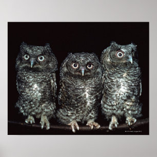 drie uilen poster