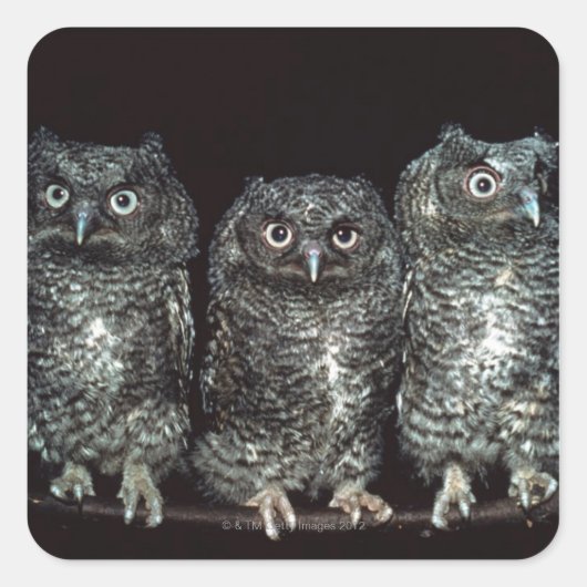 drie uilen vierkante sticker (Voorkant)