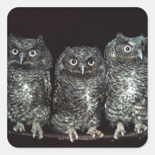 drie uilen vierkante sticker