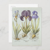 Drie variëteiten van Rhizomateuze eindeloze irriga Briefkaart (Voorkant / Achterkant)
