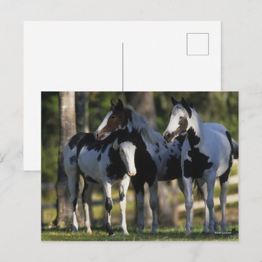 Drie verfpaarden die samen staan briefkaart (Voorkant / Achterkant)
