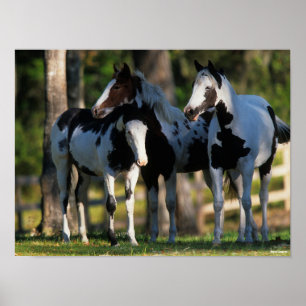 Drie verfpaarden die samen staan poster