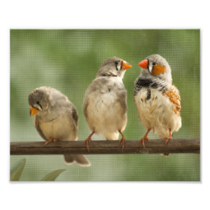 Drie vinken op een Twig Foto Afdruk