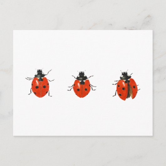 Drie vogelsoorten 2013 briefkaart (Voorkant)