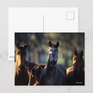 Drie Warmblokjes met achtergrondverlichting Briefkaart