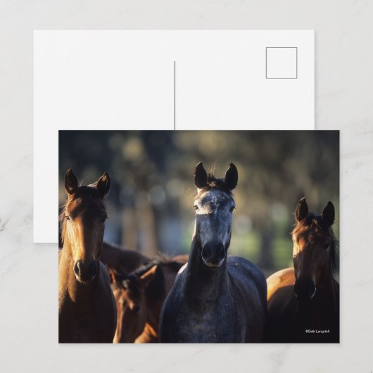 Drie Warmblokjes met achtergrondverlichting Briefkaart (Voorkant / Achterkant)