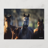 Drie Warmblokjes met achtergrondverlichting Briefkaart (Voorkant)