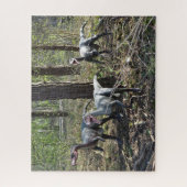 Drie werkende dinosaurussen puzzle legpuzzel (Verticaal)