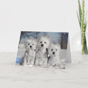 Drie Westies in de Sneeuw Kaart