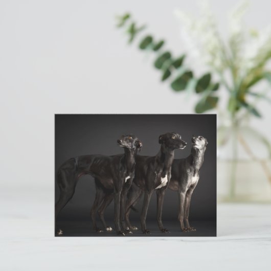 Drie whippets briefkaart (Staand voorkant)
