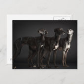 Drie whippets briefkaart (Voorkant / Achterkant)