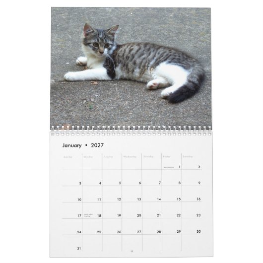 Drie Wild Kittens Kalender (Jan 2027)