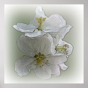 drie witte bloemen poster