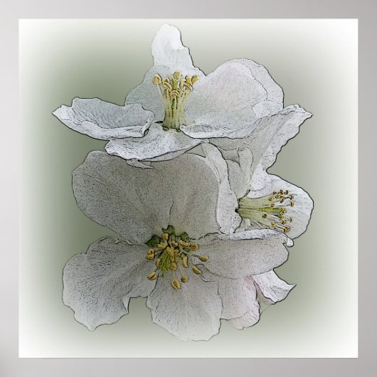 drie witte bloemen poster (Voorkant)