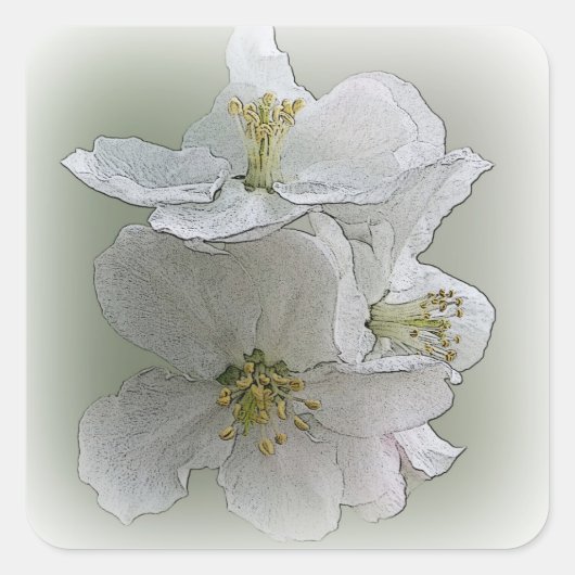 drie witte bloemen vierkante sticker (Voorkant)