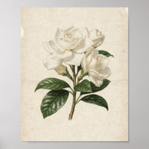 Drie Witte Gardenia's op een Tak Botanische Kunst Poster