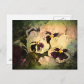 Drie witte pansies (getextureerd) briefkaart (Voorkant / Achterkant)