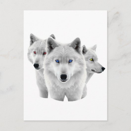 Drie witte wolven briefkaart (Voorkant)