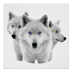 Drie witte wolven perfect poster