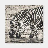 Drie Zebras Drink Magneet (Voorkant)