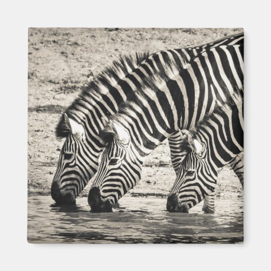Drie Zebras Drink Magneet (Voorkant)