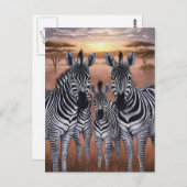 Drie zebra's grazen in weide briefkaart (Voorkant / Achterkant)