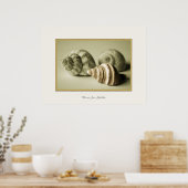 Drie zeedoppen ~ Fotografische afdruk Poster (Keuken)