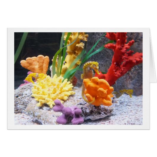 Drie zeepaarden (Voorkant Horizontaal)