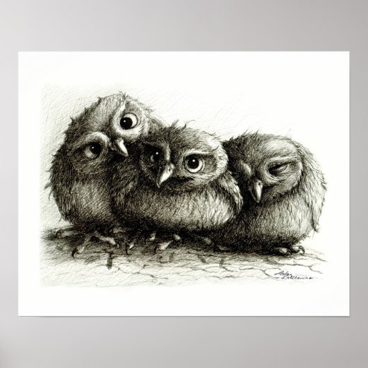 Drie zo Cute Baby Owls Poster (Voorkant)