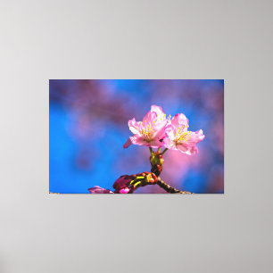 Drie zonovergoten kersenbloesems op een zonnige le canvas afdruk