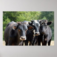 Drie zwarte Baldy-kalveren