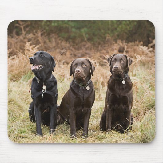 Drie zwarte labradors muismat (Voorkant)