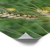 Dried Summer Grass Mirror Abstract Poster (Hoek)