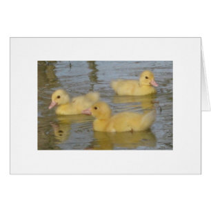 Driedaagse oude moerasschilderingen