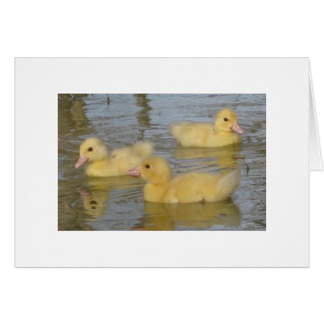 Driedaagse oude moerasschilderingen (Voorkant Horizontaal)