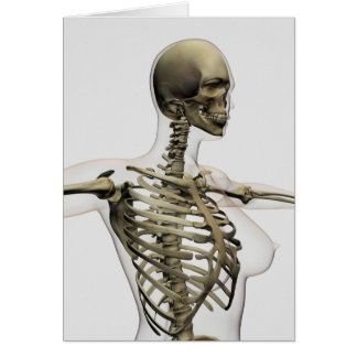 Driedimensionaal Uitzicht van de ribkooi van het V