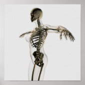 Driedimensionaal Uitzicht van het Vrouw skeletsyst Poster (Voorkant)